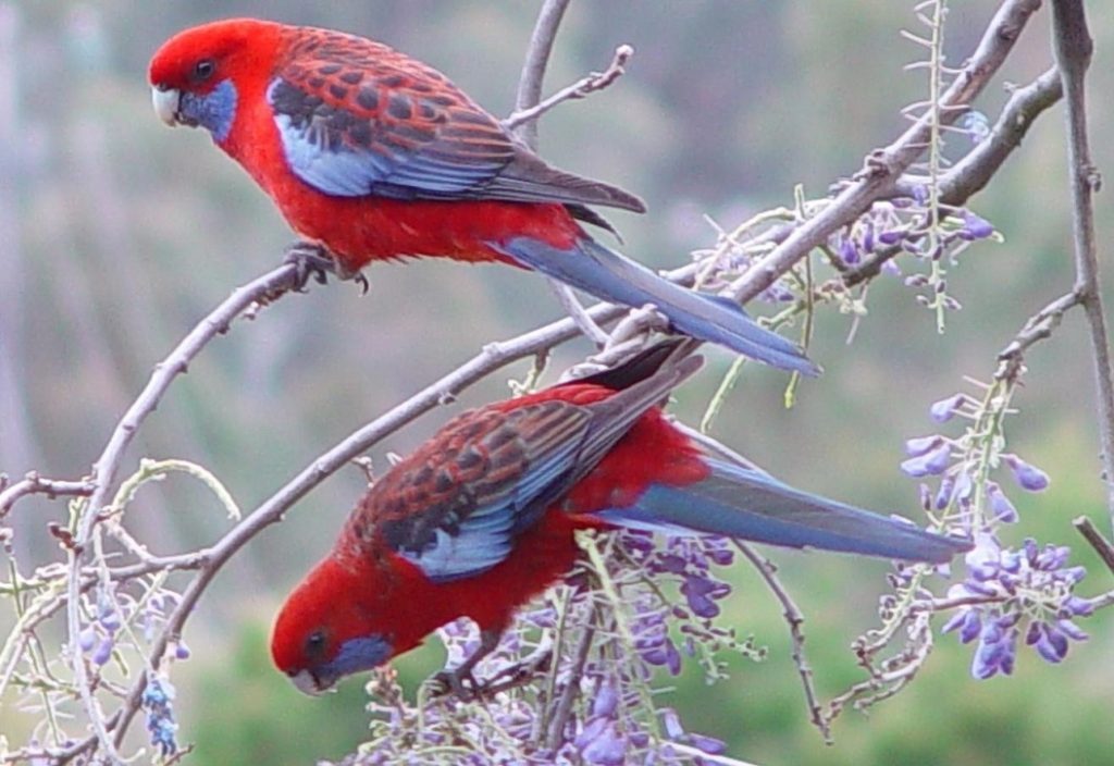 Rosellas