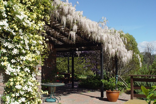 White wisteria