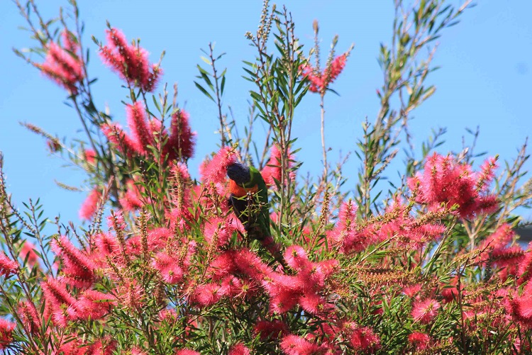 callistemon pink