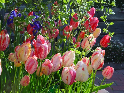 tulips