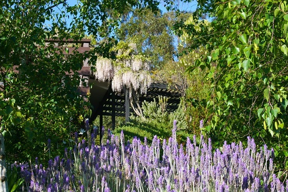 wisteria and lavender