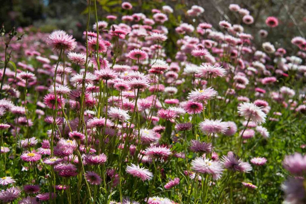 Kings Park everlastings