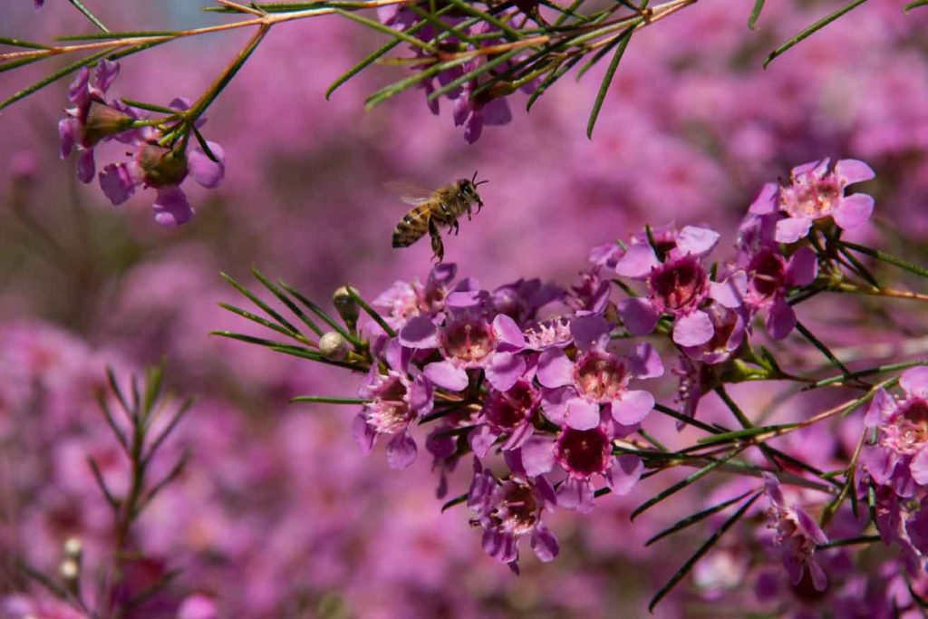 Kings park bee