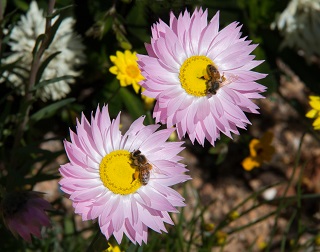 Kings park paper daisies
