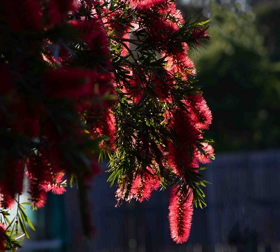Last light callistemon