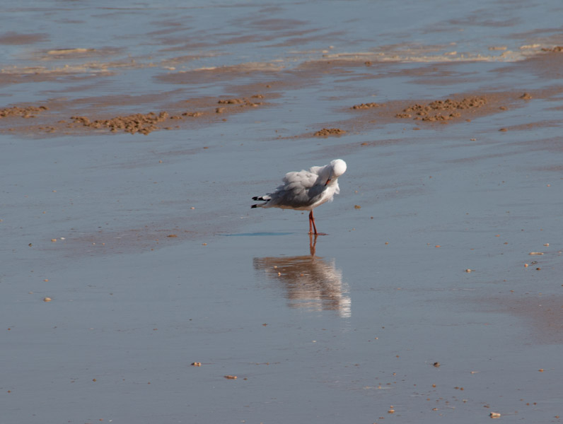 seagull