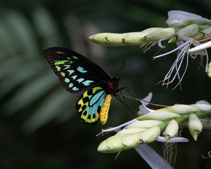 Birdwing female