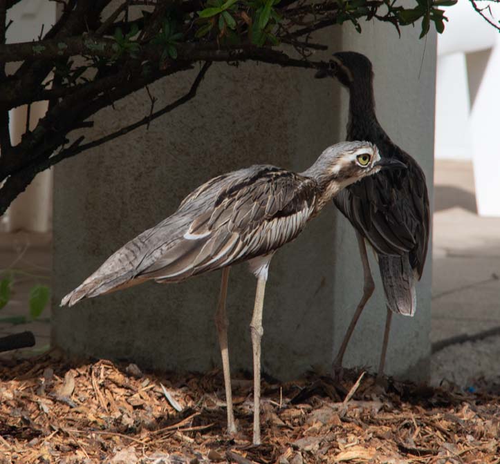 Curlews Curlews