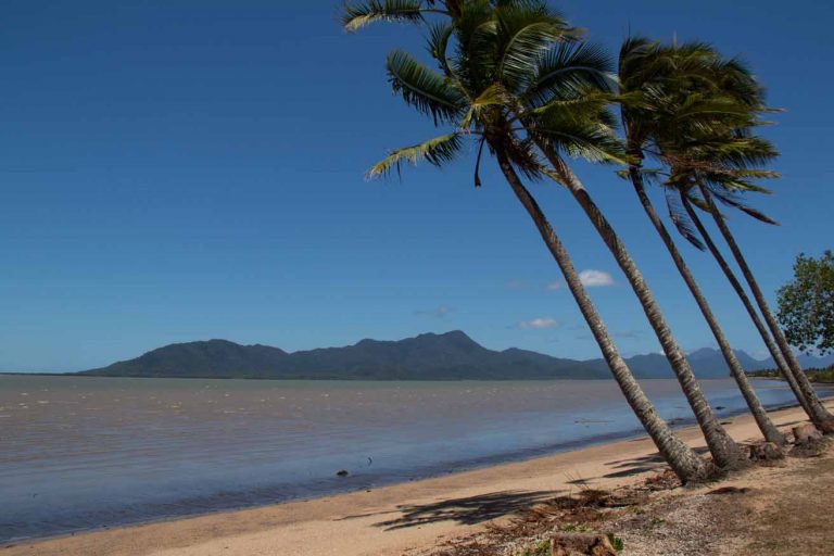 Hinchinbrook Island from Cardwell showing wind blown palm trees