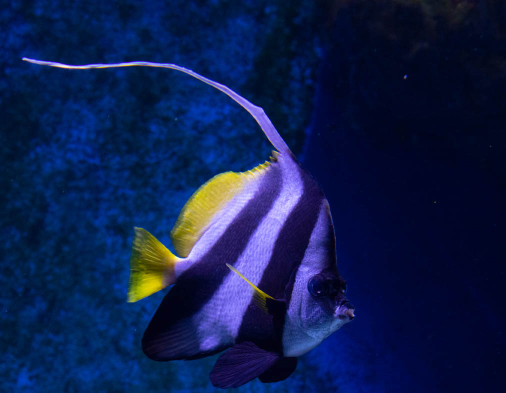 angel fish