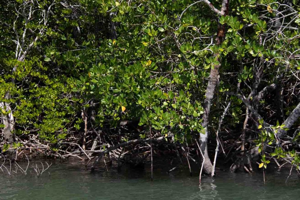 mangrove