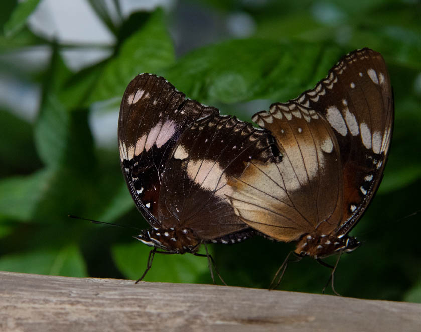 mating butterfly