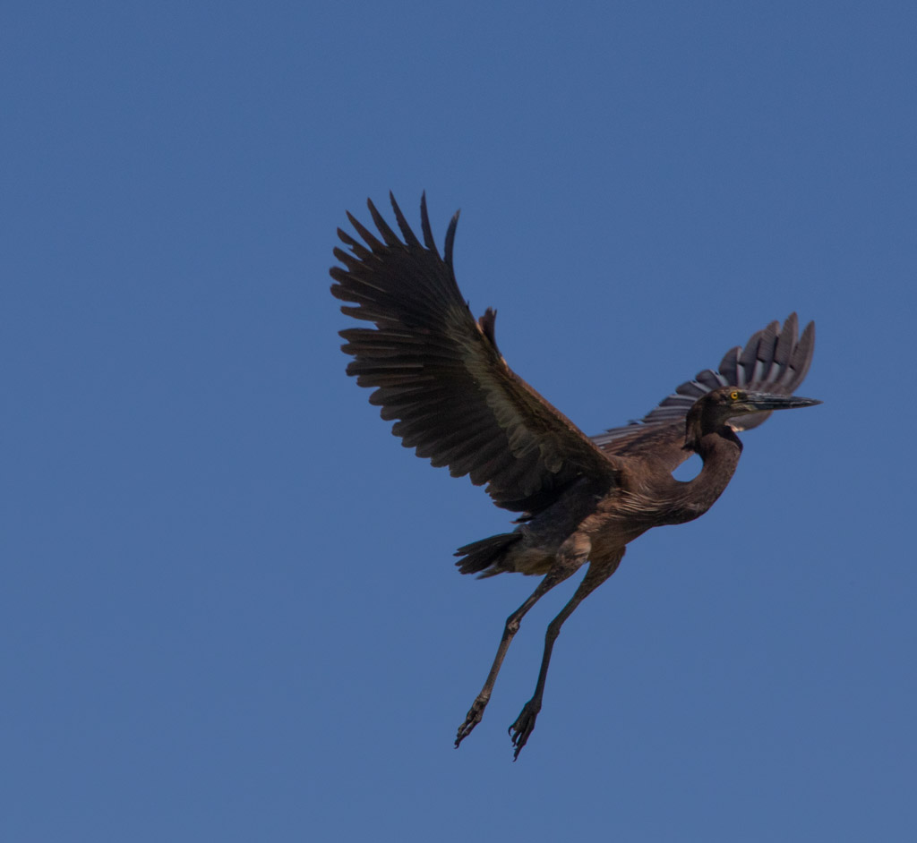 rare crane