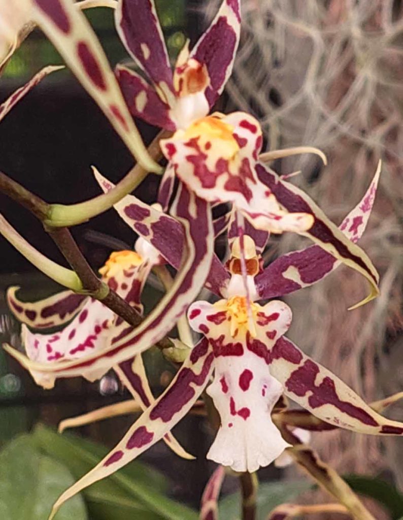 orchid 2