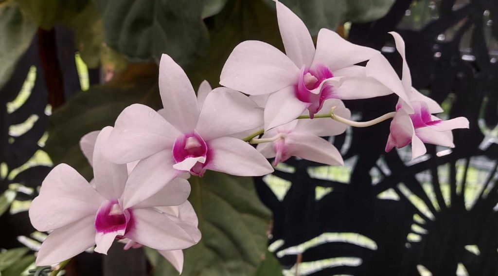 orchid 3