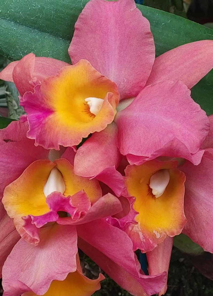 orchid 4