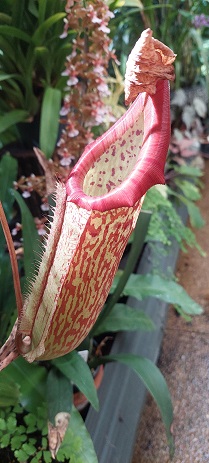slipper plant