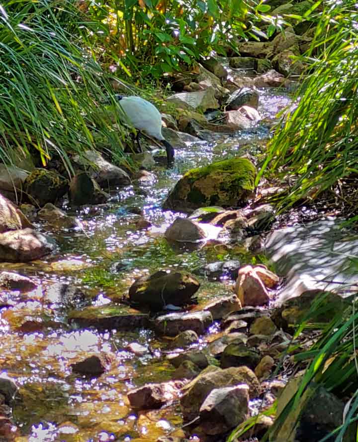 streamlet with Ibis