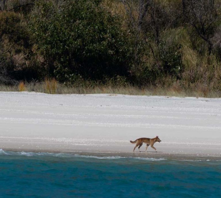 picture of a Dingo on K'gari