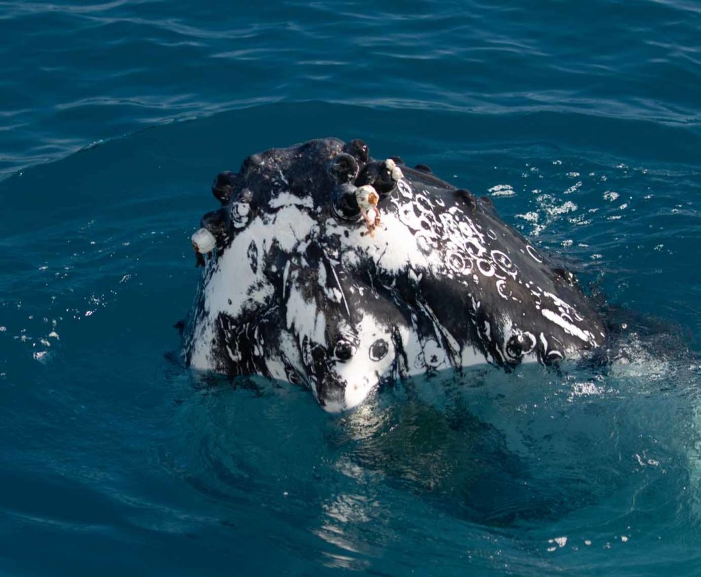 0I3A8153 picture of a whale spy-hopping, nose just above the water