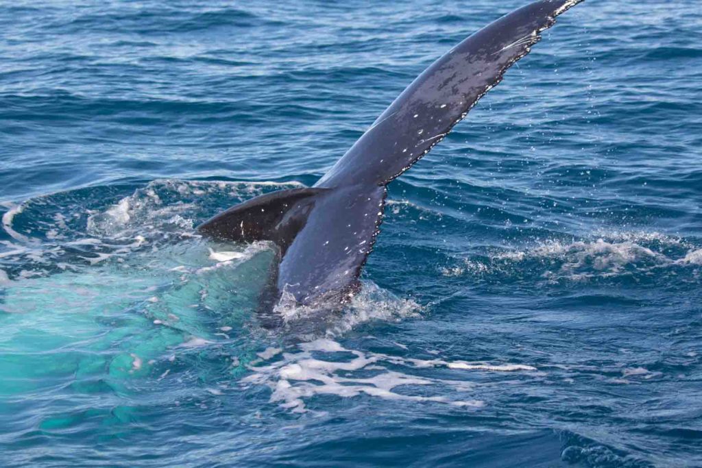 0I3A8179 Picture of a whale going underwater, its tail in the air
