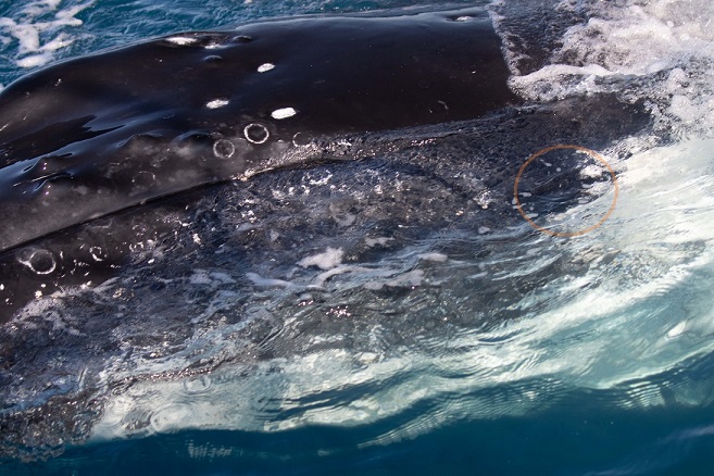 0I3A8195 picture of a whale looking at us. Eye is visible