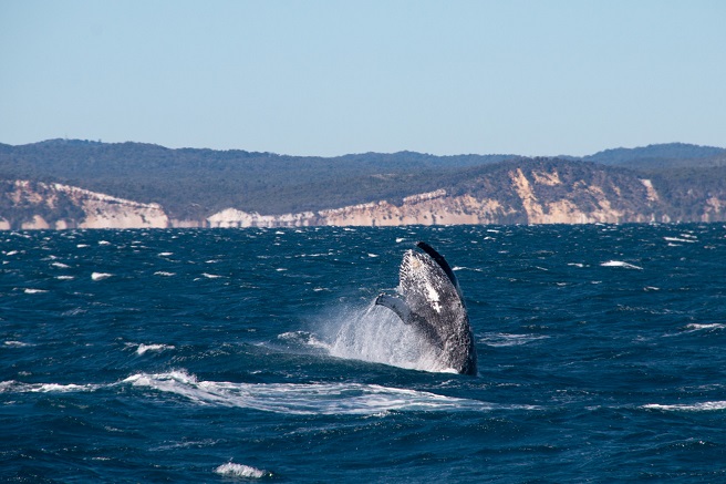 Whale 1