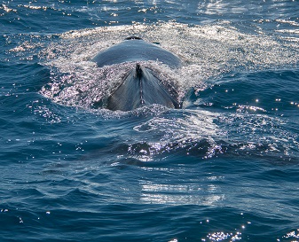 whale 10