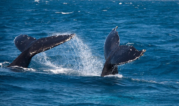 whale 11