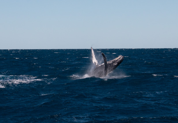whale 2