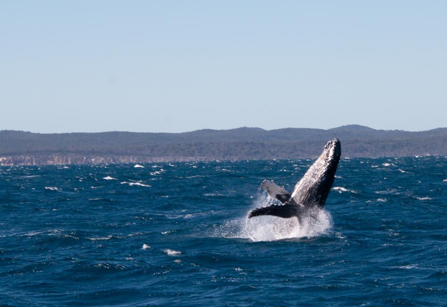 whale 3