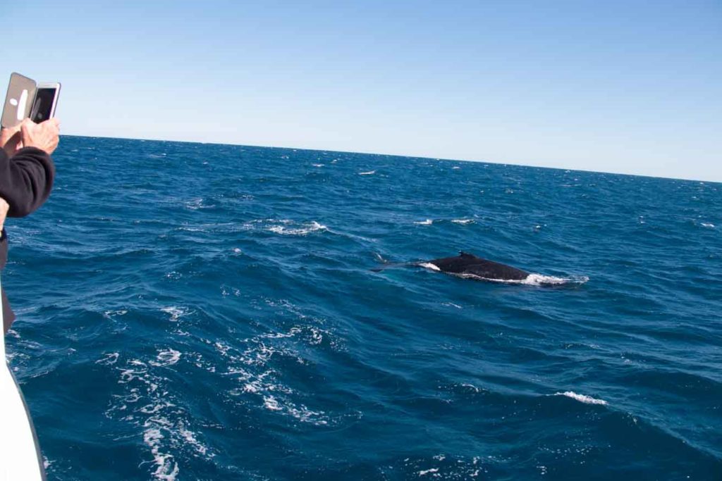 whale 4