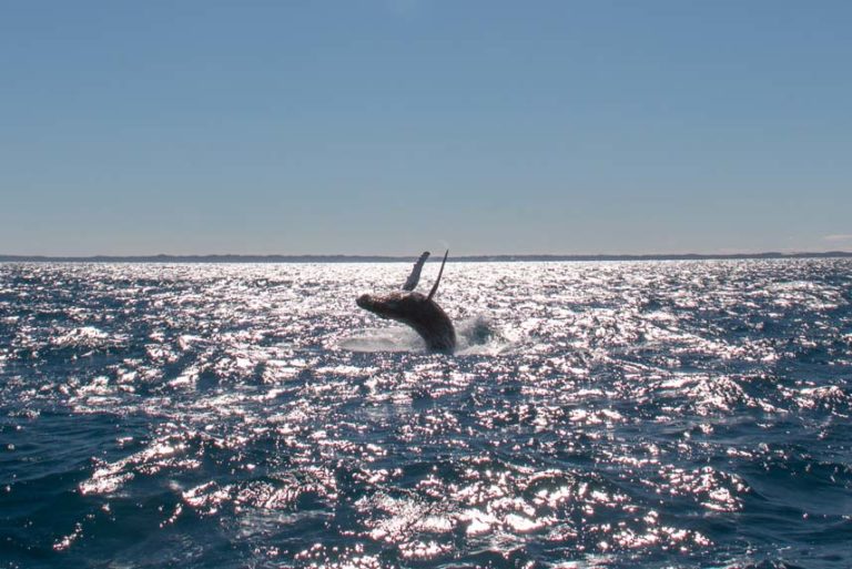 whale 5
