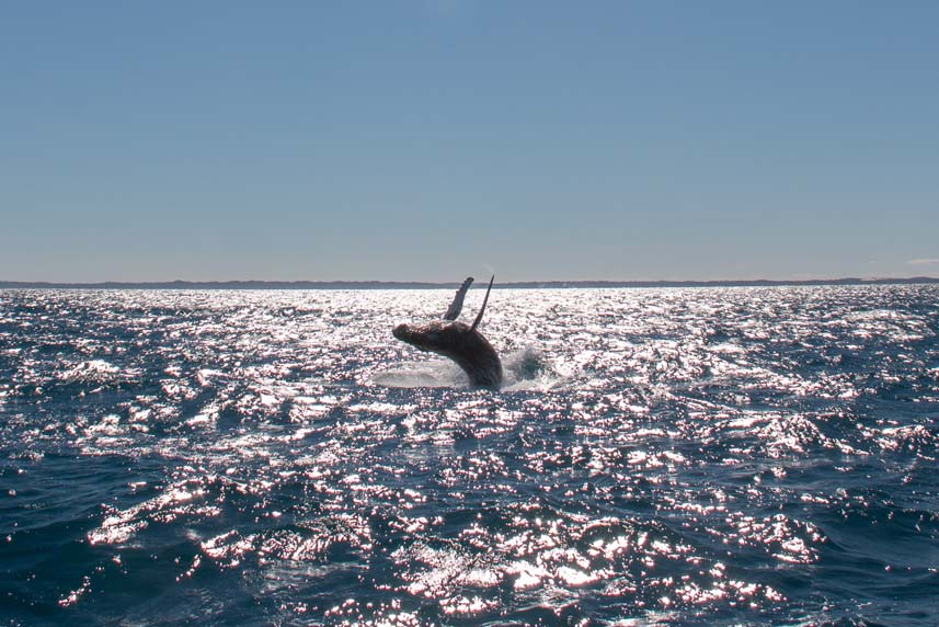 whale 5