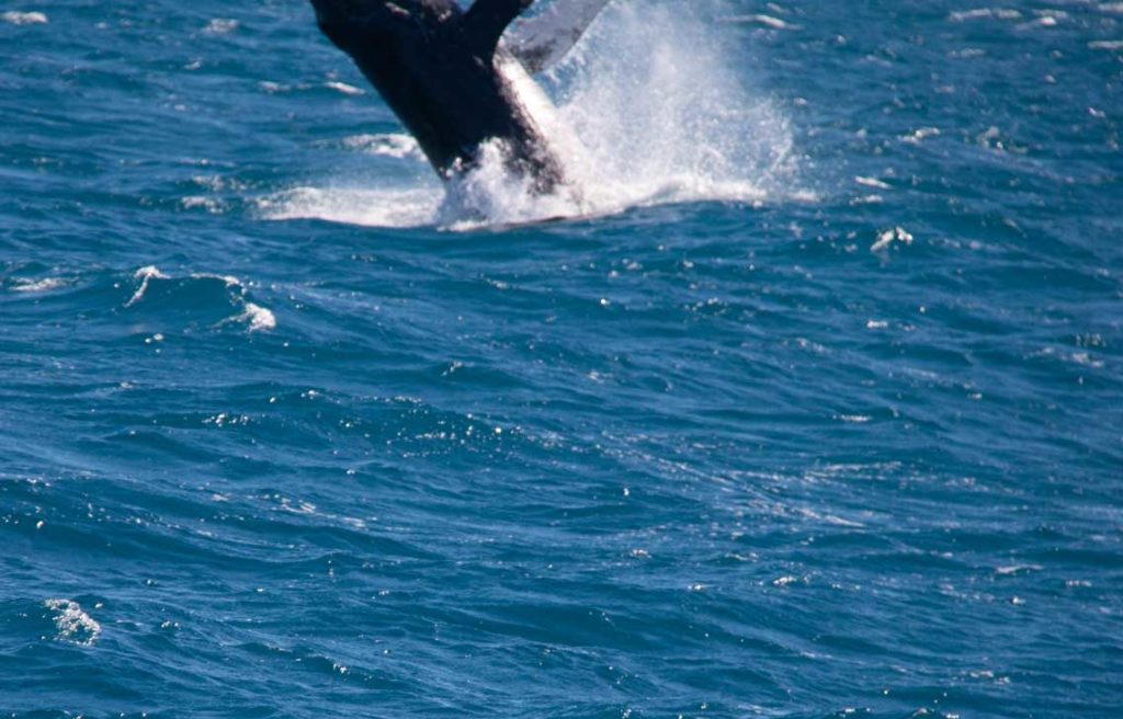 whale 7
