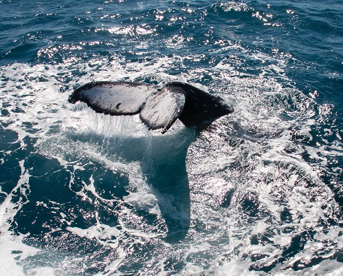 whale 9