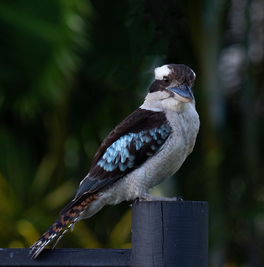Kookaburra