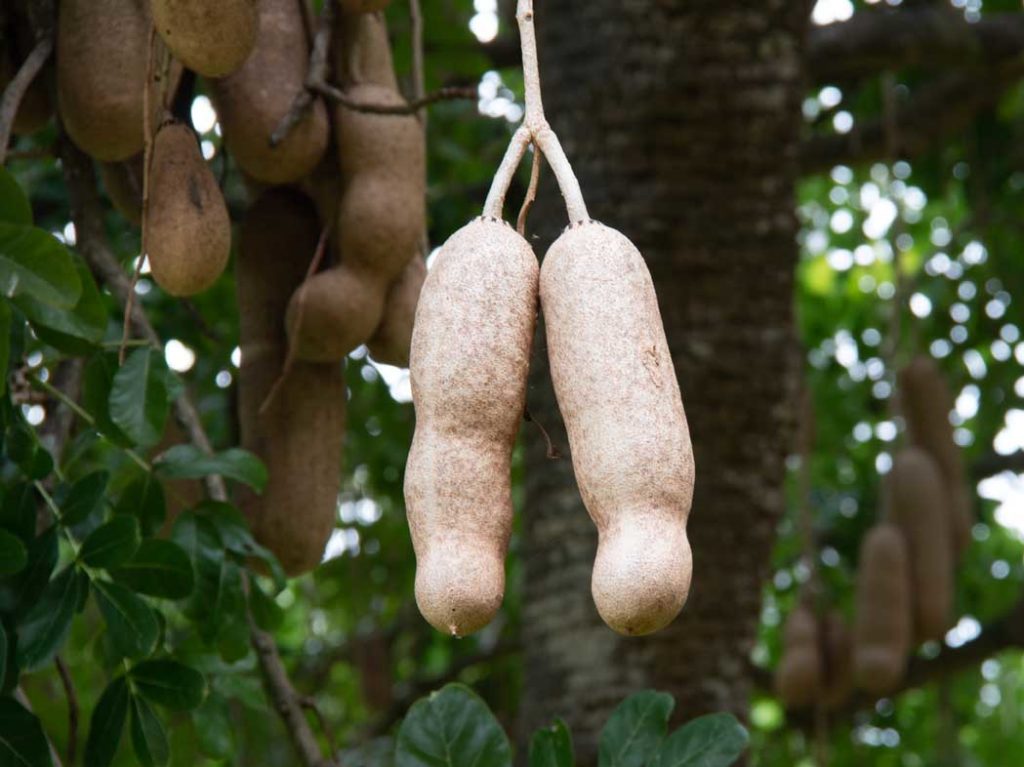 Fruit of the  sausage tree Kigelia africana
