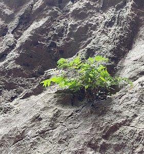 The rare fern Tectaria devexa growing in limestone at the Capricorn Caves