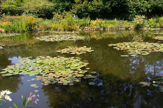 waterlilies