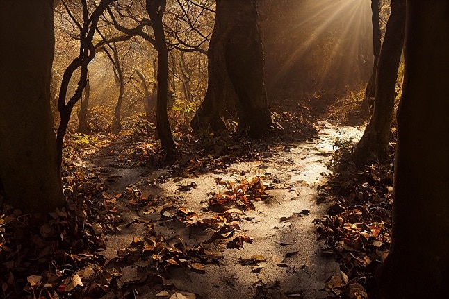 In the forest