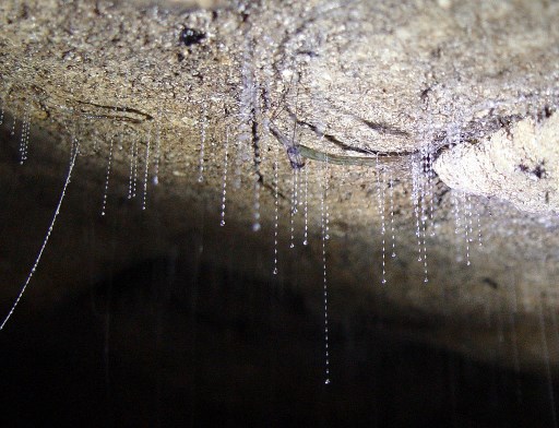  Arachnocampa luminosa larvae There are 2 glow worms in this photo