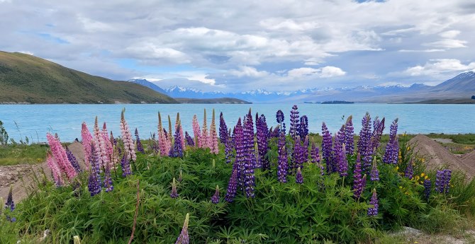 20221129 103804a Lake Tepako with freal lupins in the foreground, the NZ alps in the background