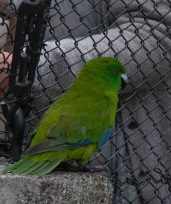 Blue bellied parrot