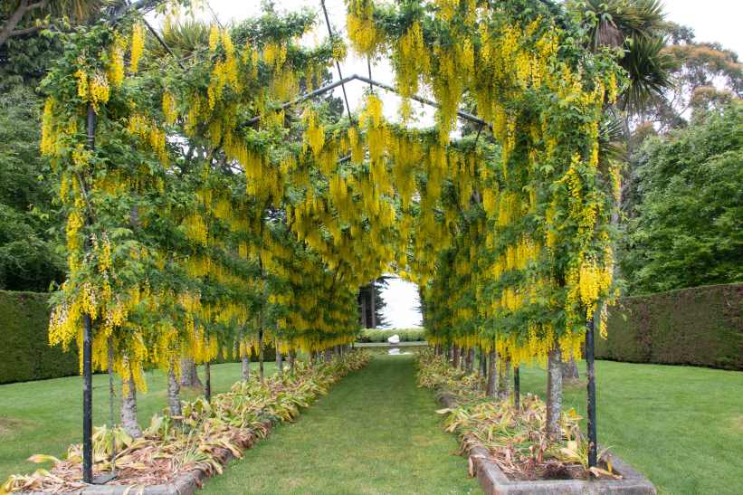 D 6 Larnach castle's The laburnum walk, popular for weddings