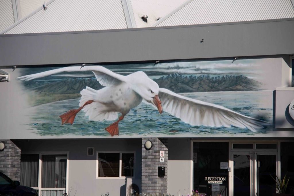 Kaikoura 1
