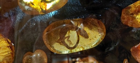 Kauri gum lizard
