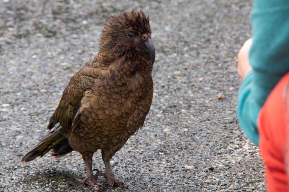 A wild mountain kea