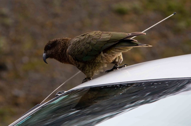 A wild mountain kea on the roof of a car