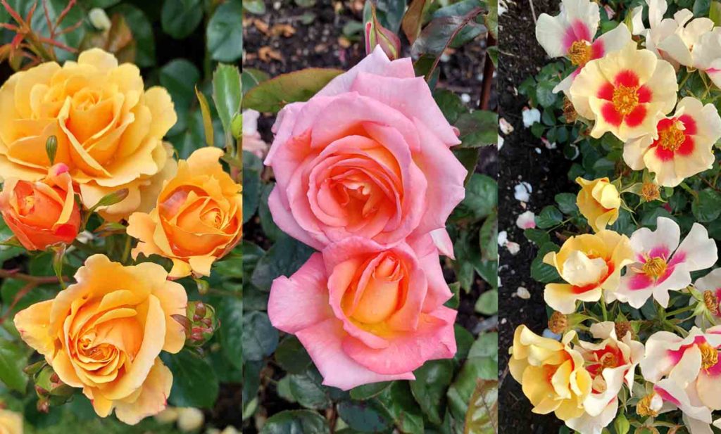 Roses